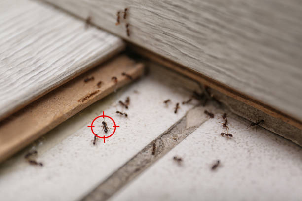 Professional Pest Control in New Union, TN