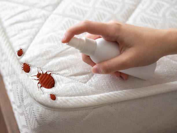 Wasp Removal Services in New Union, TN